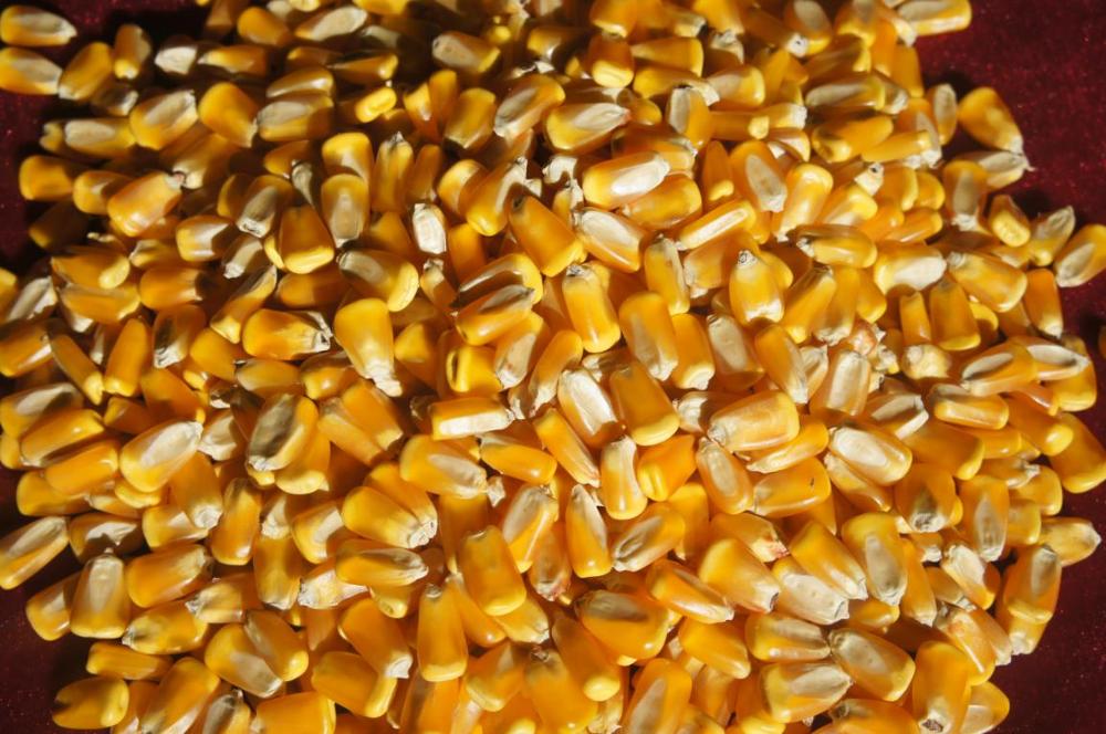 玉米真金308品种籽粒